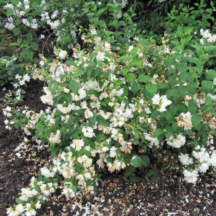 Seringat - Philadelphus Snowbelle (Plant habit)