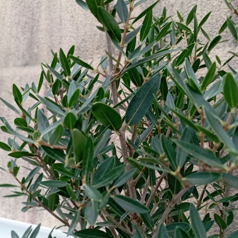 Phillyrea angustifolia GreenQuick - Filaire à feuilles étroites (Foliage)