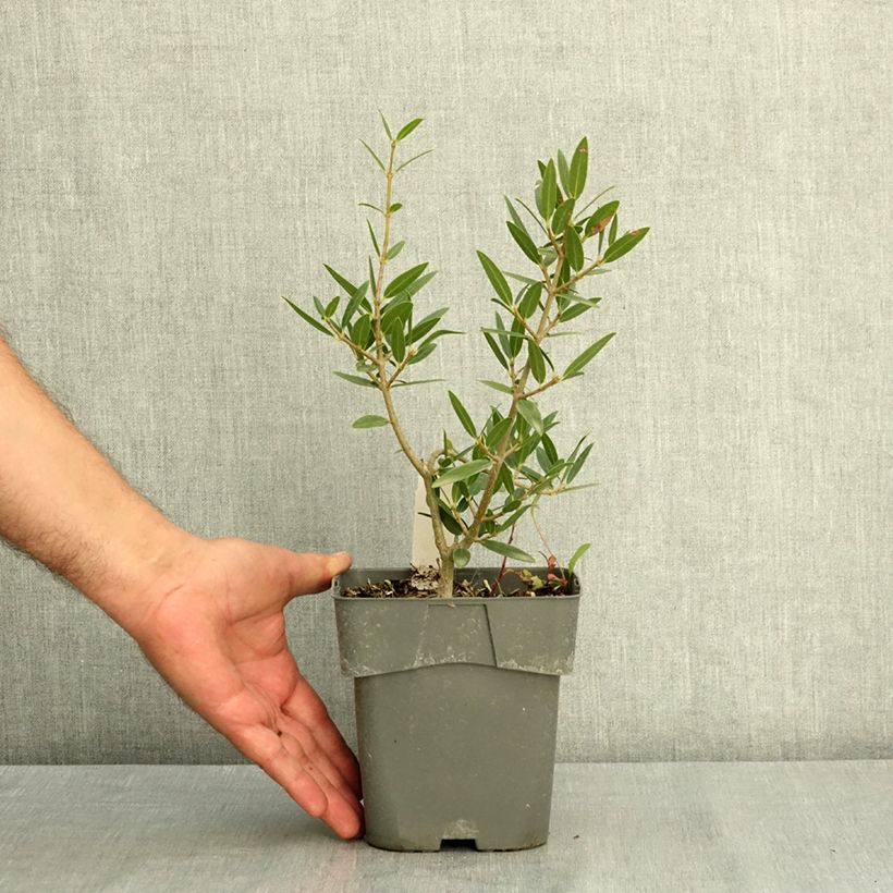 Example of Phillyrea angustifolia GreenQuick - Filaire à feuilles étroites Pot de 2L/3L as you get in ete