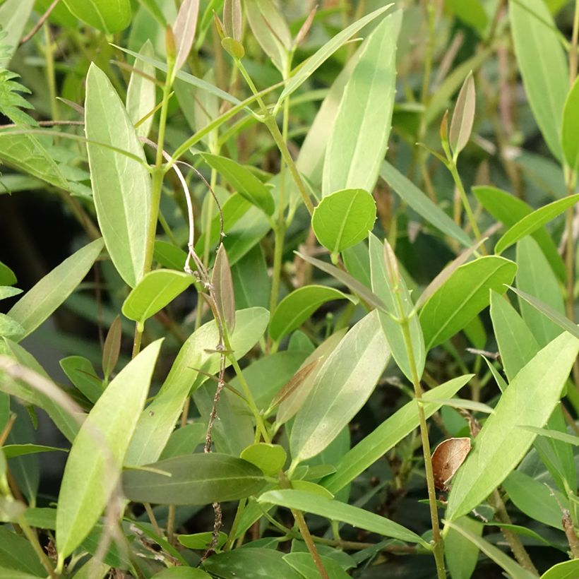 Phillyrea angustifolia Rosmarinifolia - Filaire à feuilles étroites (Foliage)