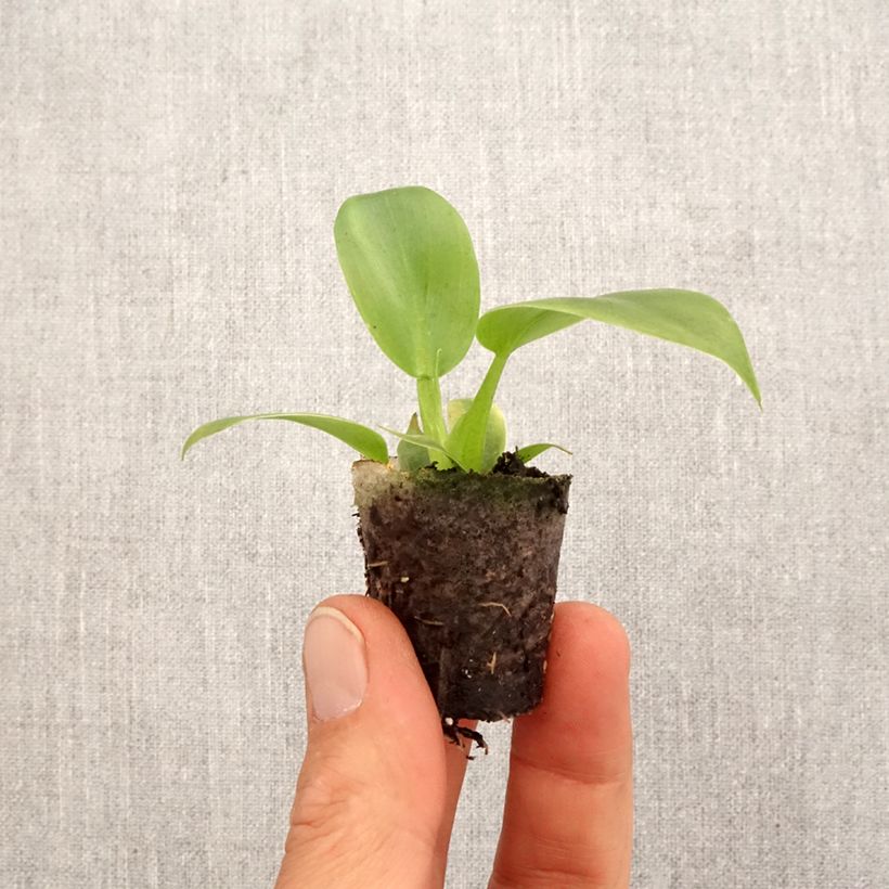 Example of Philodendron applanatum Mini-plante as you get in printemps