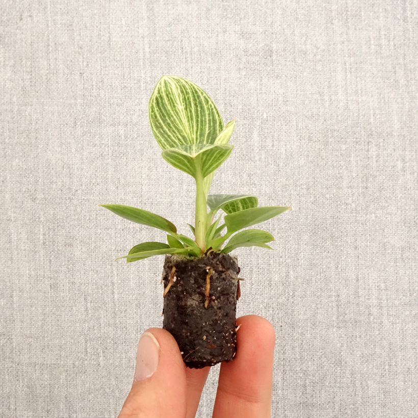 Example of Philodendron Birkin Ribbon SYNONYME Mini-plante as you get in printemps