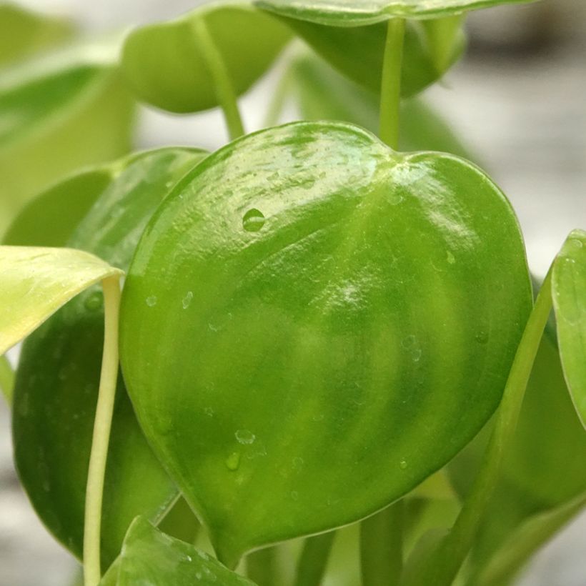 Philodendron grazielae (Foliage)
