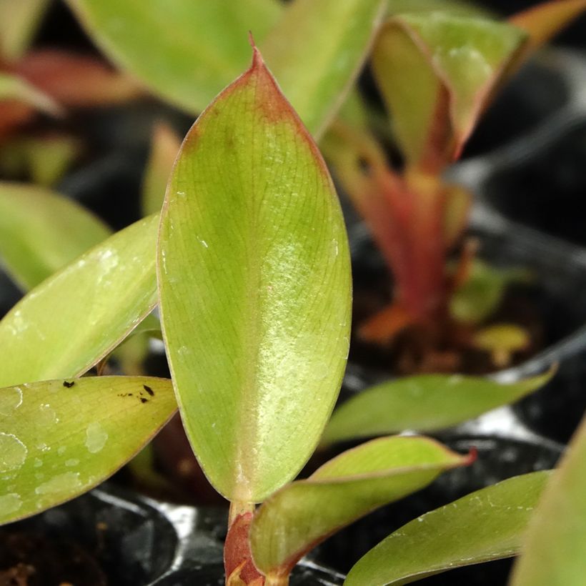 Philodendron Prince of Orange (Foliage)
