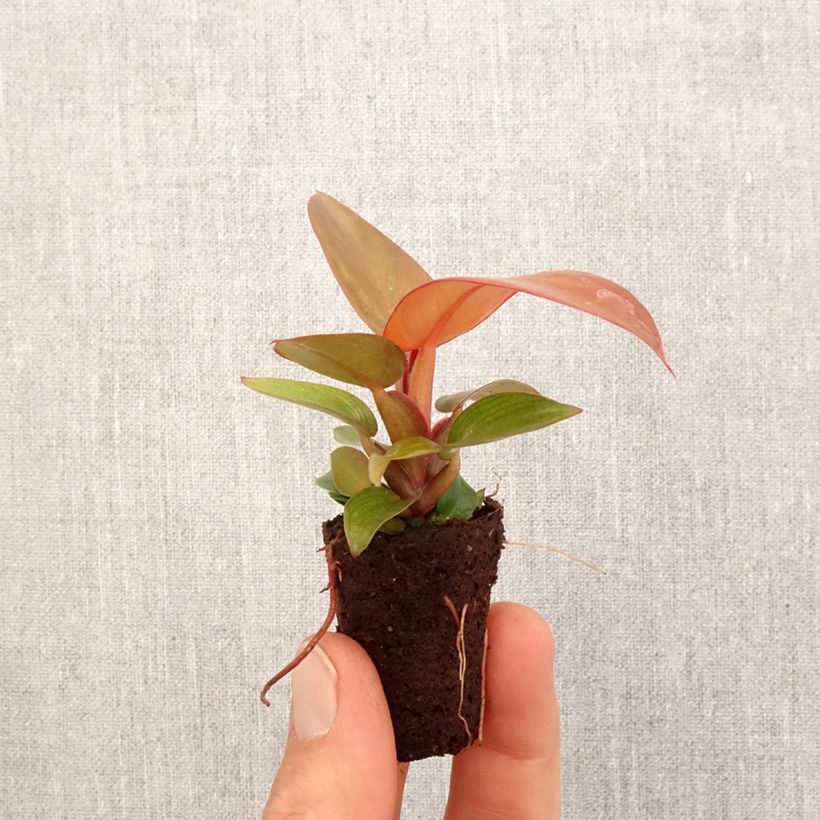 Example of Philodendron Sunlight Mini-plante as you get in printemps