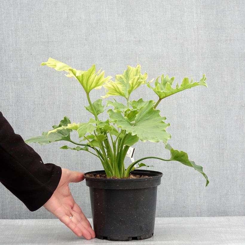 Example of Philodendron Hope Pot de 2L/3L as you get in hiver