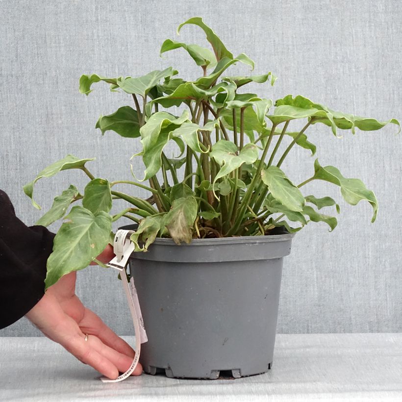 Example of Philodendron xanadu - Thaumatophyllum Pot de 3L/4L as you get in hiver