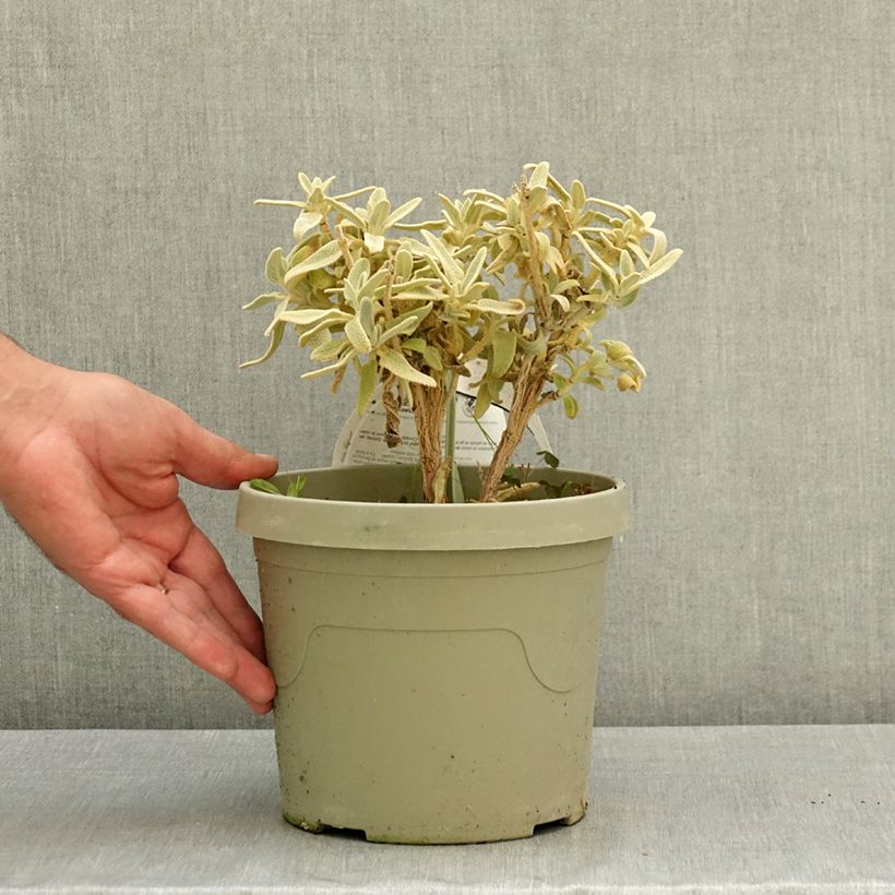 Example of Phlomis Hill Phlo - Sauge de Jérusalem Pot de 3L/4L as you get in ete