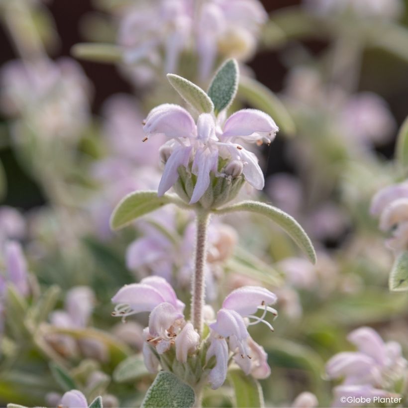 Phlomis Hill Phlo - Sauge de Jérusalem (Flowering)
