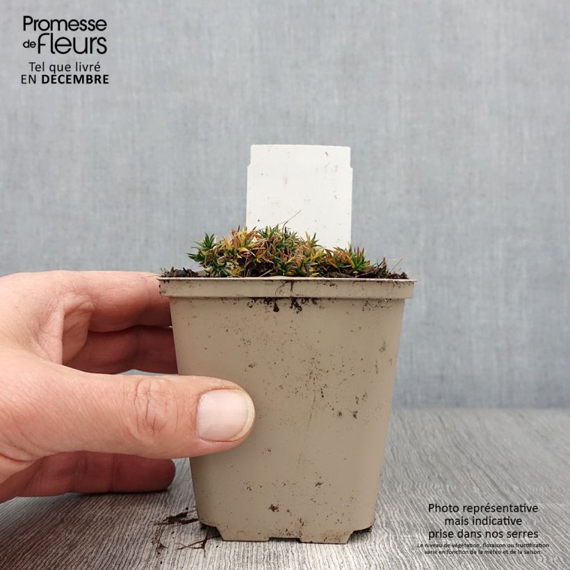 Example of Phlox douglasii Crackerjack - Phlox mousse Godet de 8/9 cm as you get in automne