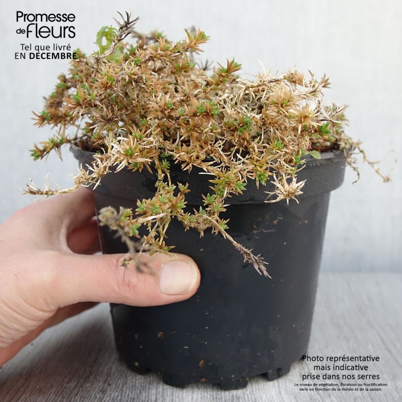 Example of Phlox douglasii Lilac Cloud - Phlox mousse Pot de 2L/3L as you get in automne