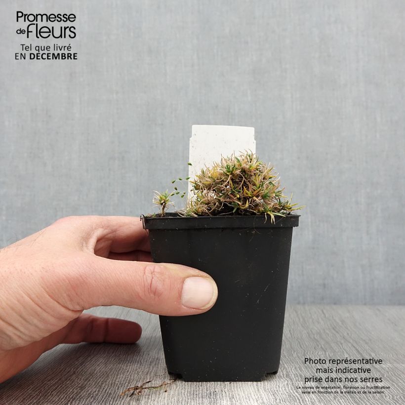 Example of Phlox douglasii Ochsenblut - Phlox mousse Godet de 8/9 cm as you get in automne