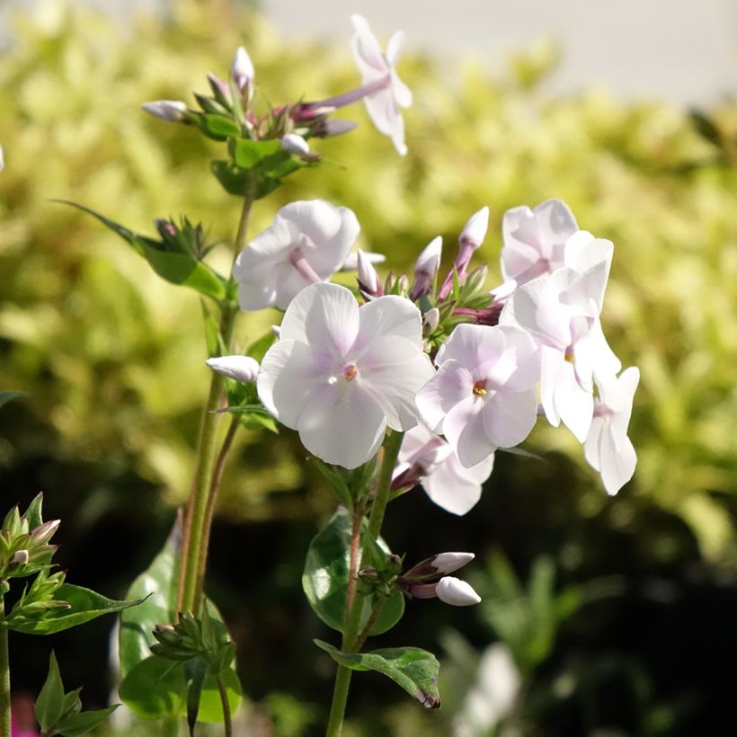 Phlox Fashionably Early Crystal - Phlox hybride (Flowering)