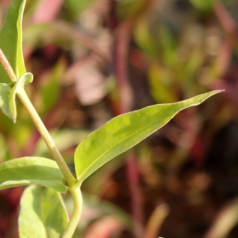 Phlox Fashionably Early Flamingo - Phlox hybride (Foliage)