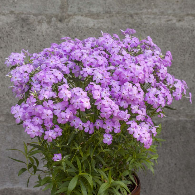 Phlox hybride Forever Pink - Phlox nain (Plant habit)