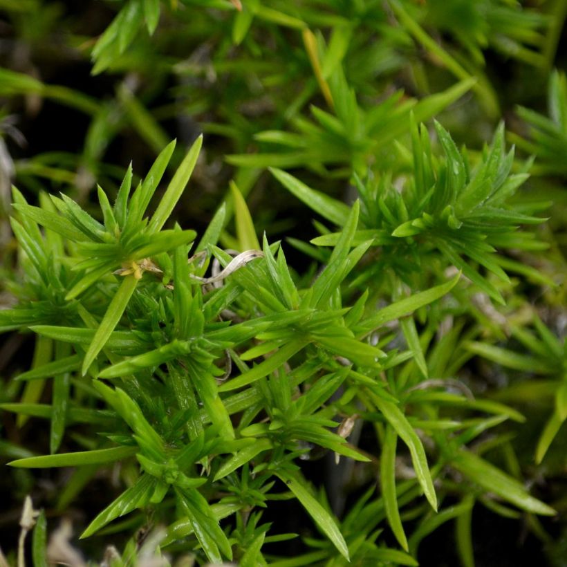 Phlox mousse  Moerheimii (Foliage)