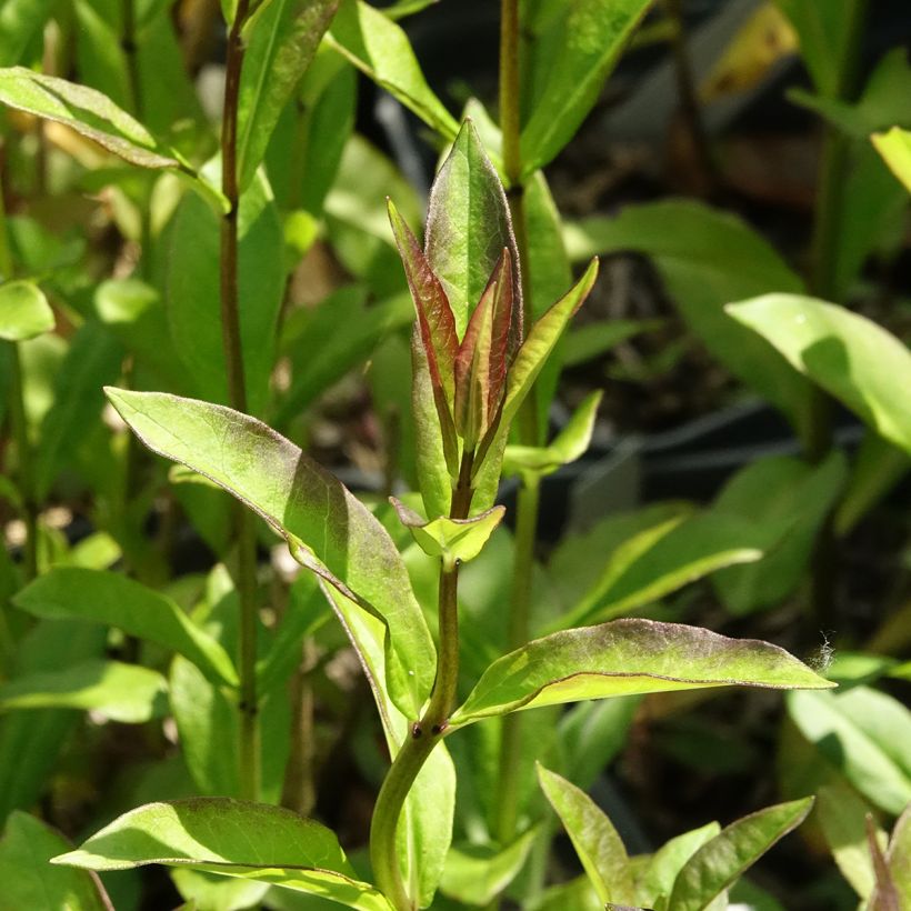 Phlox paniculata Aureole (Foliage)