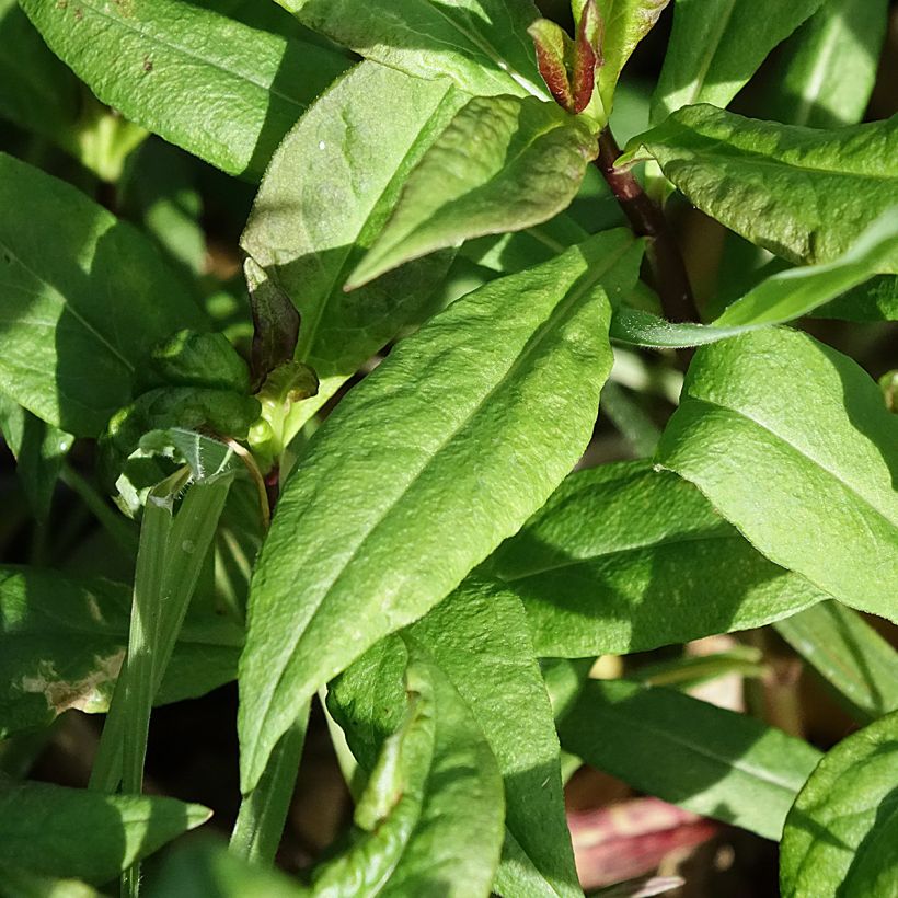 Phlox paniculata Bambini Primadonna (Foliage)