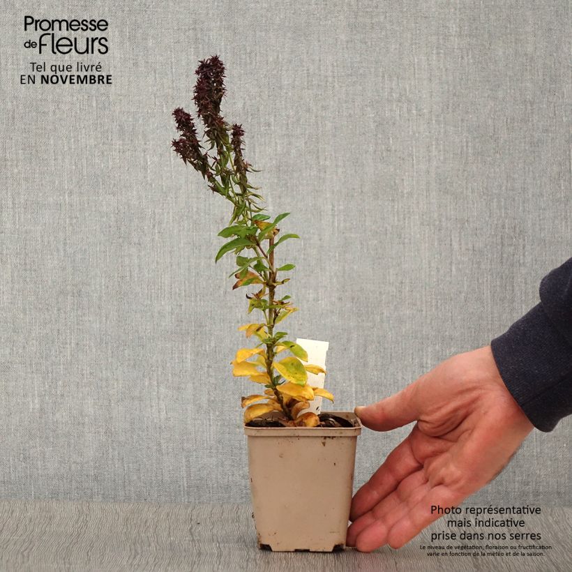 Example of Phlox paniculata Blind Lion Godet de 8/9 cm as you get in automne