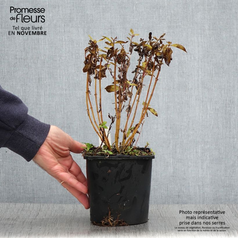 Example of Phlox paniculata Butonik Pot de 2L/3L as you get in automne