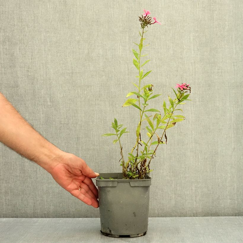 Example of Phlox paniculata Cleopatra Pot de 2L/3L as you get in ete