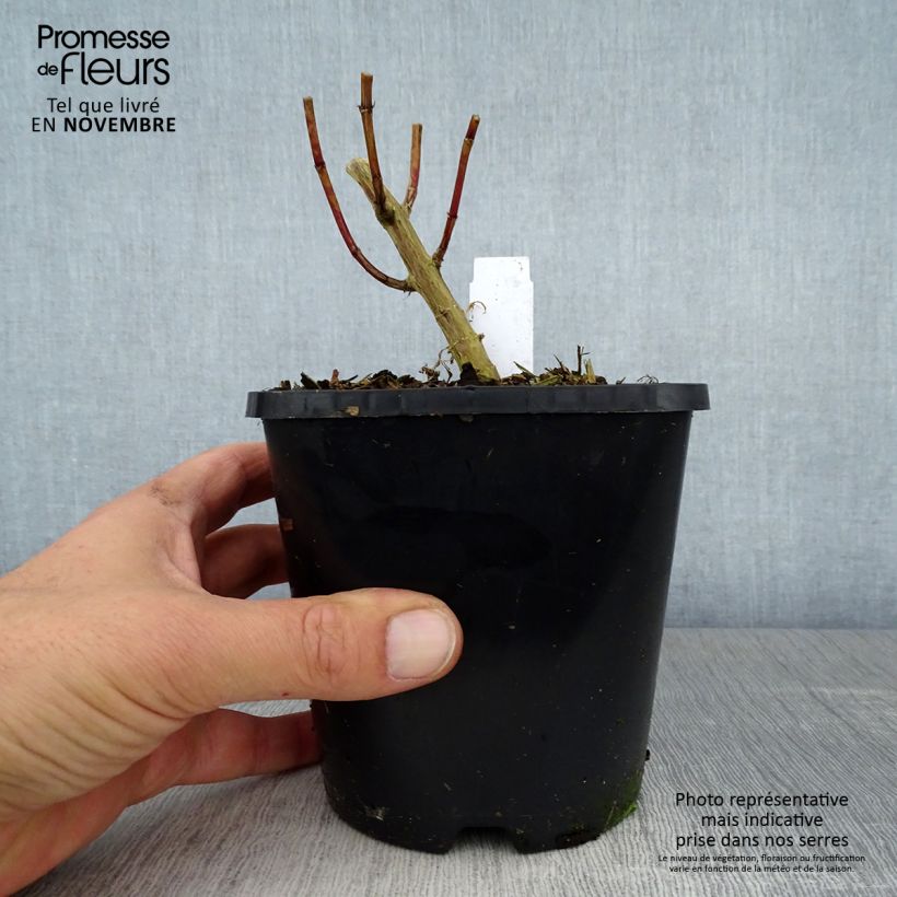 Example of Phlox paniculata David Pot de 1,5L/2L as you get in automne