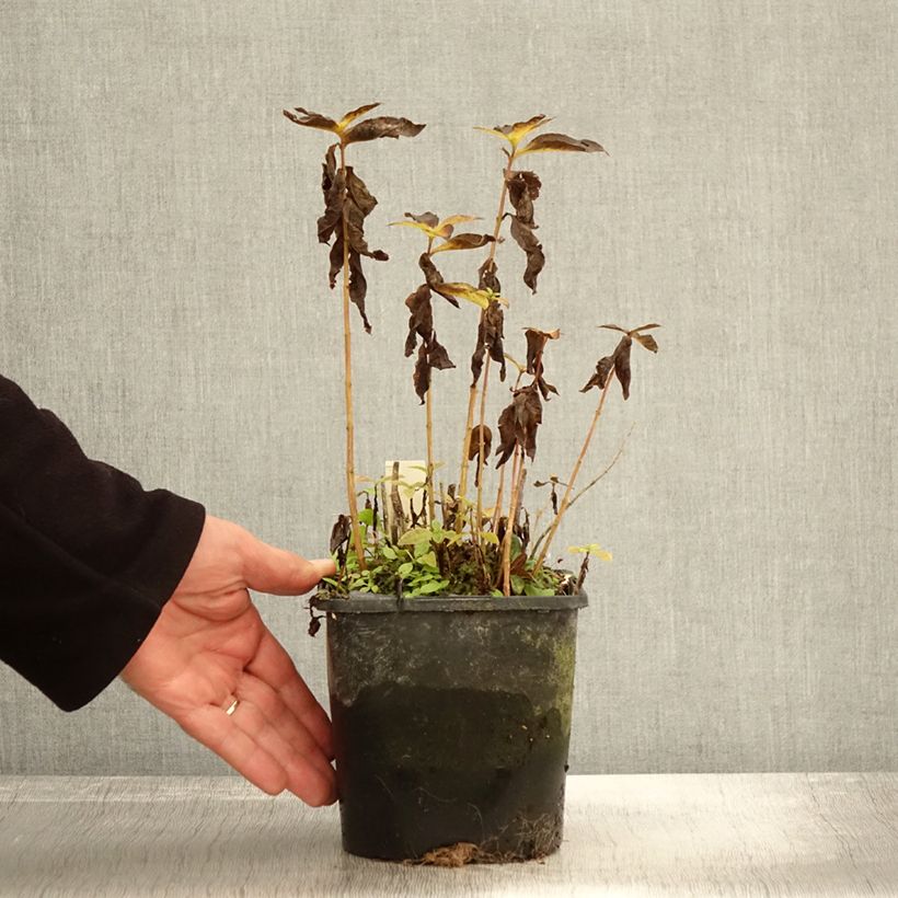 Example of Phlox paniculata Famous Light Pink Pot de 2L/3L as you get in automne