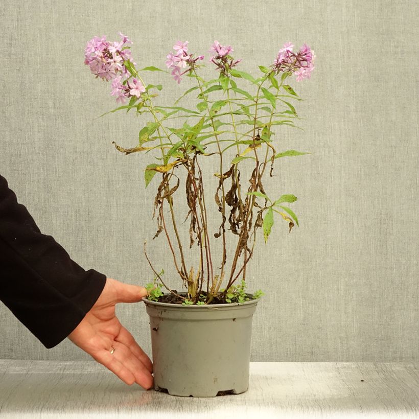 Example of Phlox paniculata Hesperis Pot de 2L/3L as you get in automne