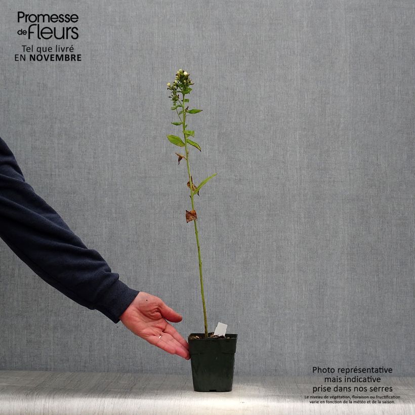 Example of Phlox paniculata Jade - Phlox paniculé Godet de 8/9 cm as you get in automne