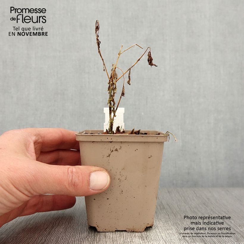 Example of Phlox paniculata Olympus Godet de 8/9 cm as you get in automne