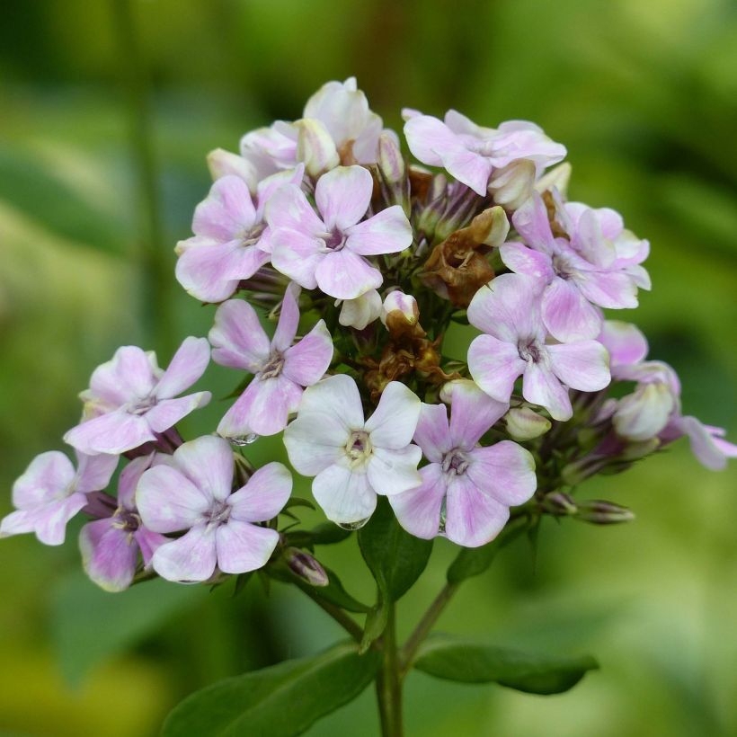 Phlox paniculata Sherbet Cocktail  (Flowering)