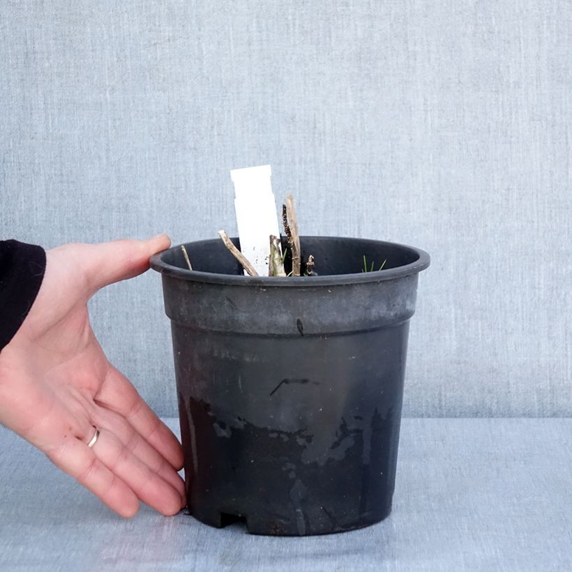 Example of Phlox paniculata Younique Old Pink Pot de 2L/3L as you get in hiver