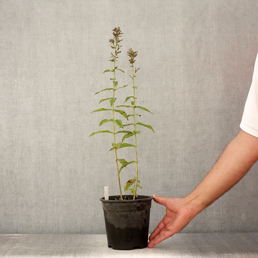 Example of Phlox paniculata Younique Old Purple Pot de 2L/3L as you get in ete