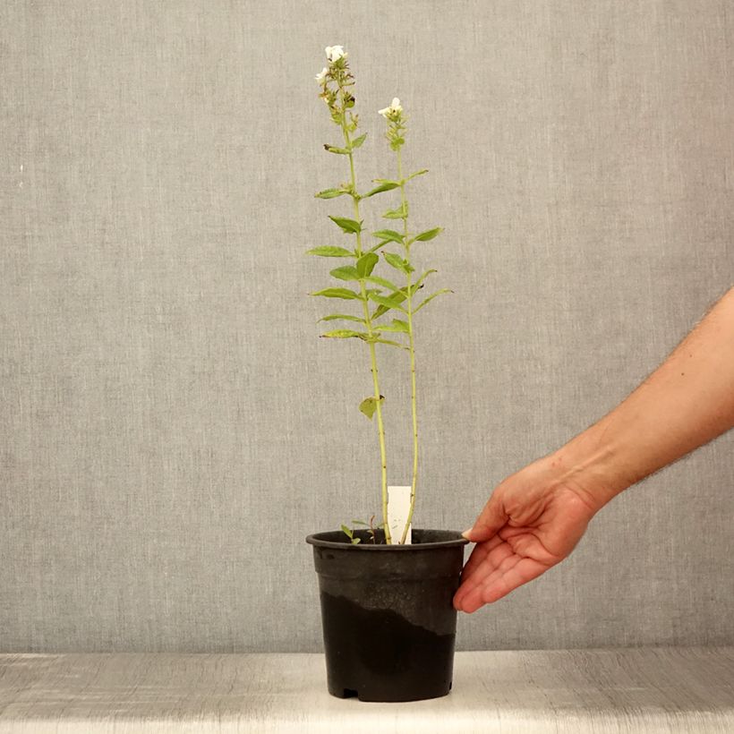 Example of Phlox paniculata Younique White Pot de 2L/3L as you get in ete