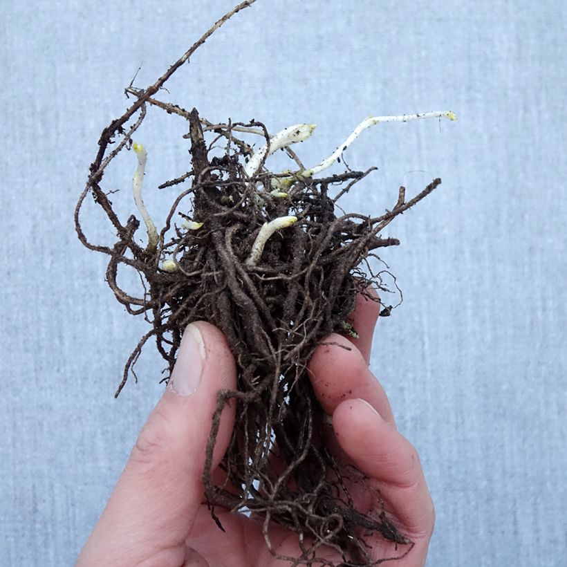 Example of Phlox paniculata Younique White Petites Racines nues as you get in hiver