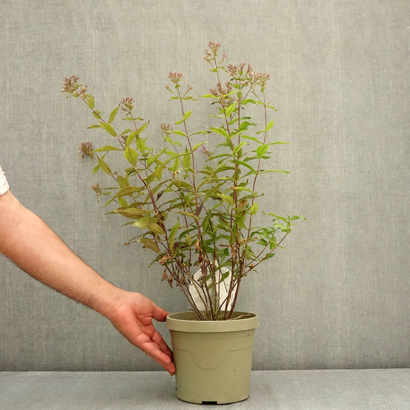 Example of Phlox Queen Paola Pot de 3L/4L as you get in ete