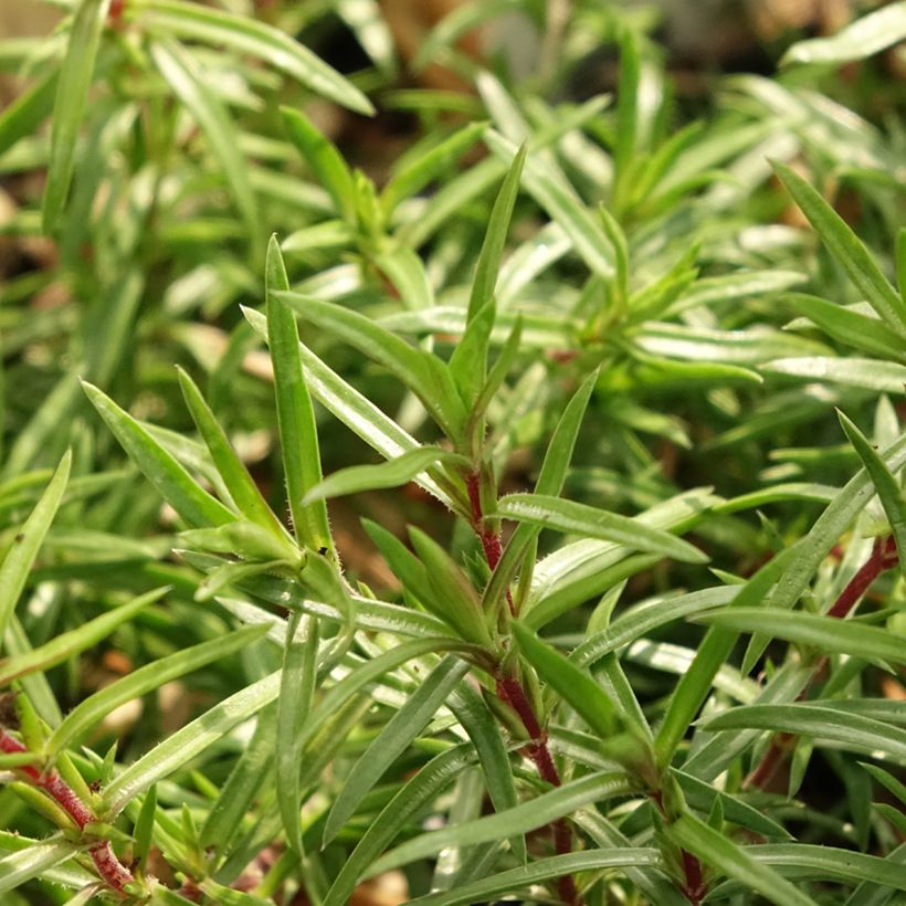 Phlox subulata Atropurpurea - Phlox mousse (Foliage)