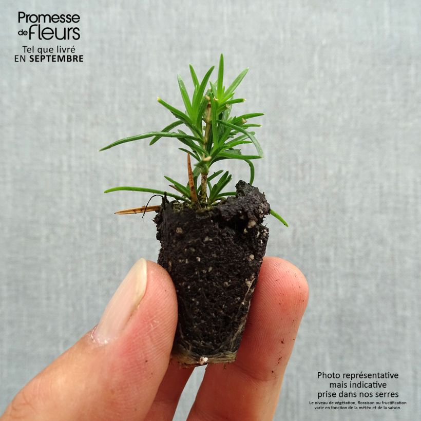 Example of Phlox subulata Emerald Cushion Blue - Phlox mousse bleu clair Mini-motte Ø 3/4 cm as you get in automne