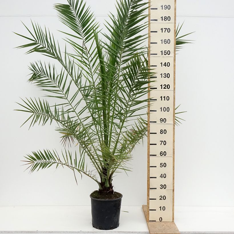 Example of Phoenix canariensis - Palmier dattier des Canaries Pot de 12L/15L as you get in printemps