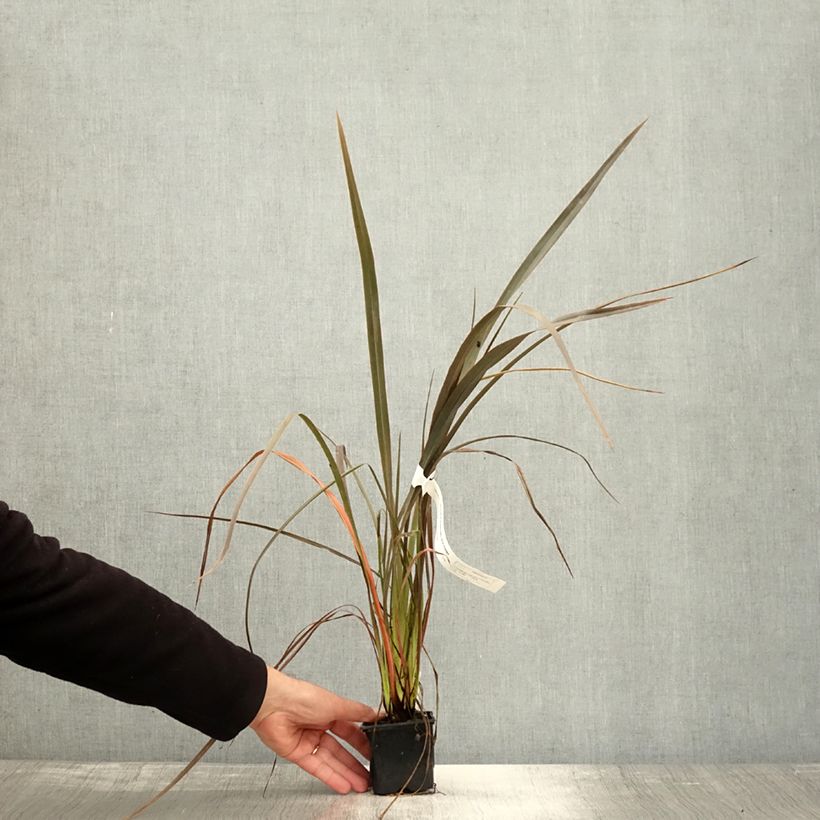 Example of Phormium Bronze Baby - Lin de Nouvelle-Zélande Godet de 8/9 cm as you get in automne