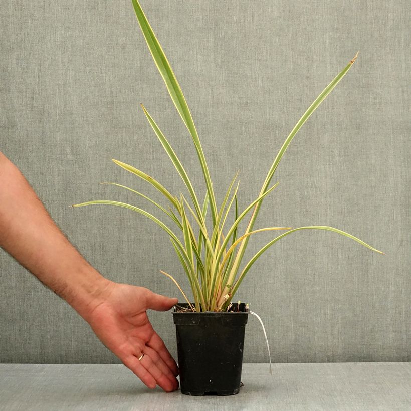 Example of Phormium Duet - Lin de Nouvelle-Zélande Pot de 1,5L/2L as you get in ete
