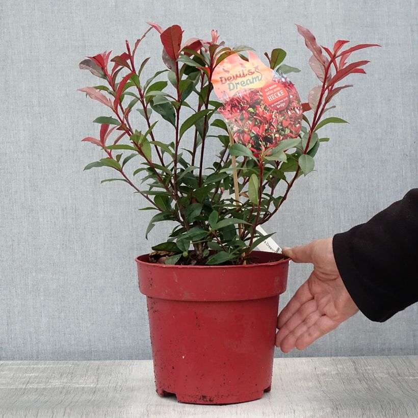 Example of Photinia fraseri Devil's Dream Pot de 2L/3L as you get in automne
