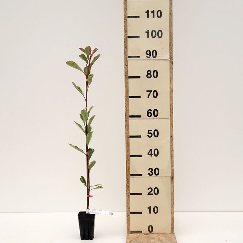 Example of Photinia fraseri Pink Marble Pot de 1L/1,5L as you get in hiver