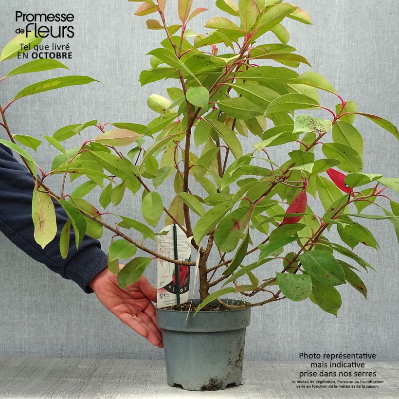 Example of Photinia fraseri Red Light Pot de 3L/4L as you get in automne