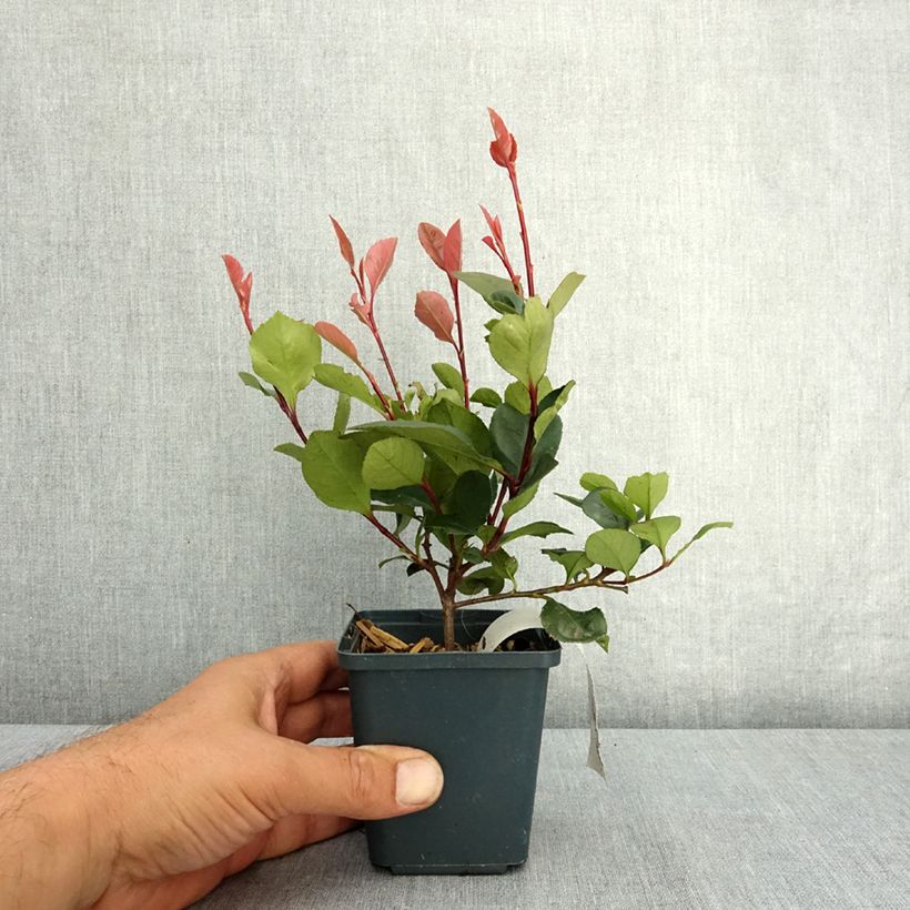 Example of Photinia Little Red Robin Godet de 8/9 cm as you get in ete