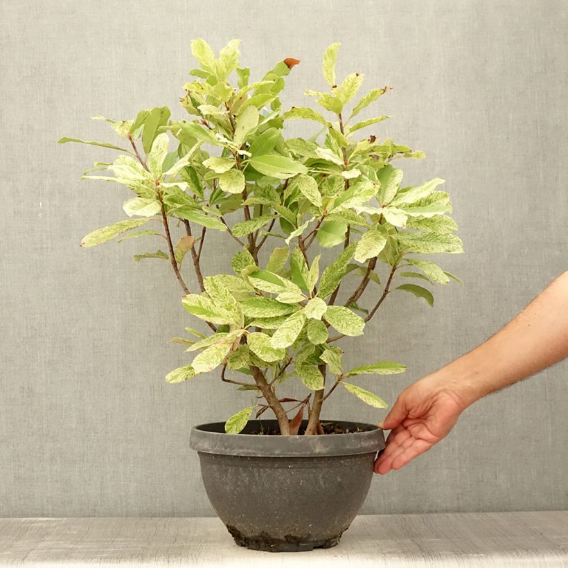 Example of Photinia serratifolia Pink Crispy Pot de 6L/7L as you get in ete