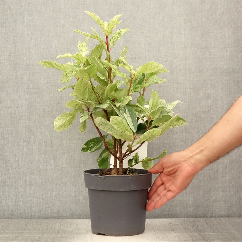 Example of Photinia serratifolia Pink Crispy Pot de 2L/3L as you get in ete