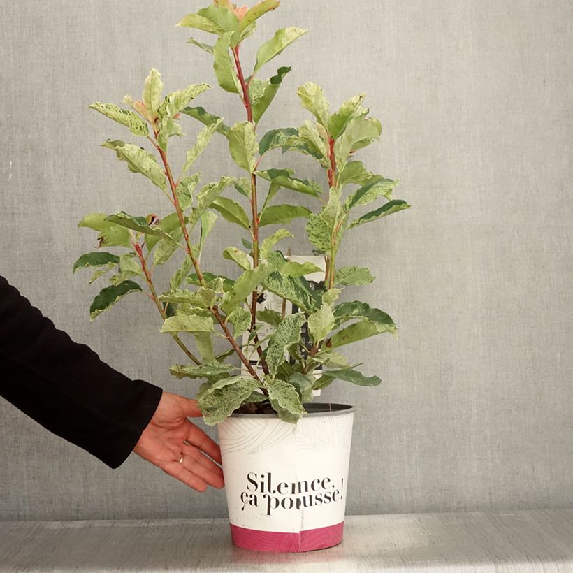 Example of Photinia serratifolia Pink Crispy Pot de 4L/5L as you get in automne