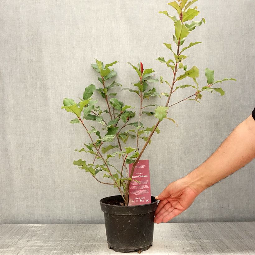 Example of Photinia x fraseri Magical Volcano Pot de 2L/3L as you get in ete