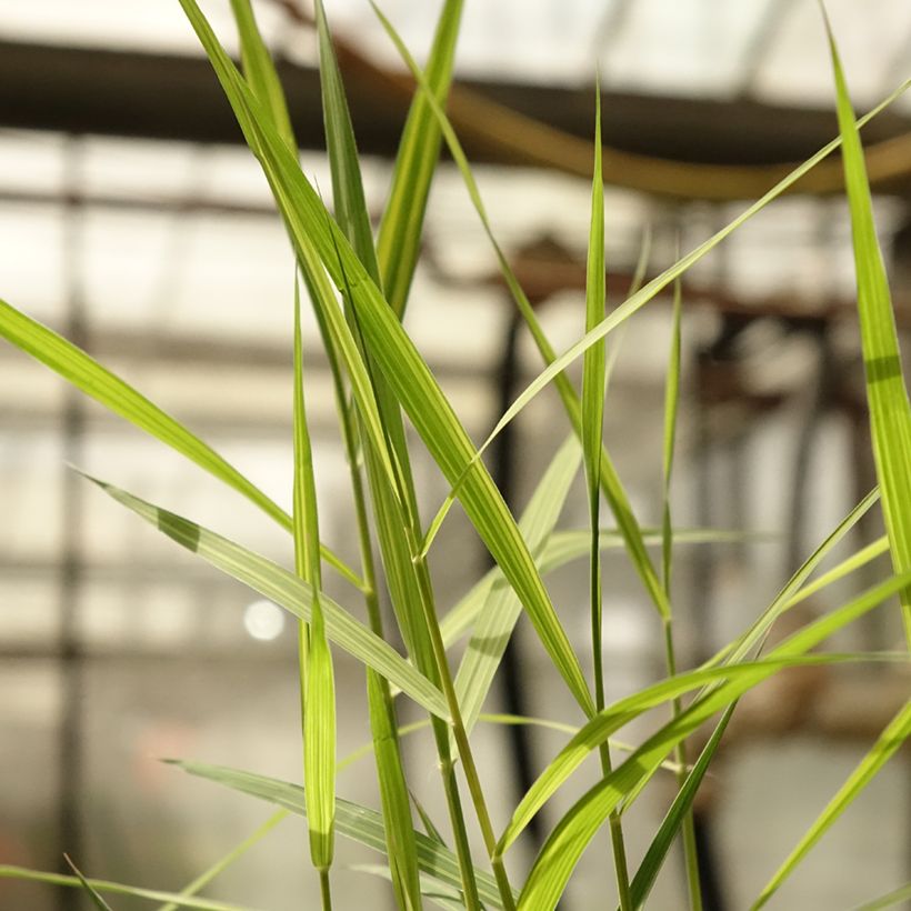 Phragmites australis Variegatus - Roseau panaché (Foliage)